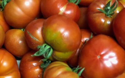 Tomatoes: Summer Nutrition & Recipes