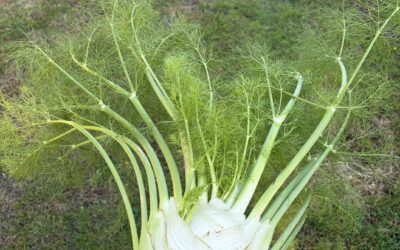 Fragrant Fennel & Recipes