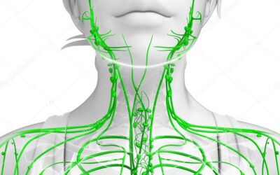 Lymph – The System That Influences Your Whole Body